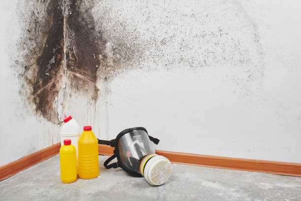 Best Local Mold Removal Service  in Ellisville, MO