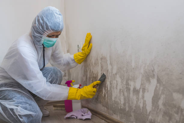 Mold Removal Process in Ellisville, MO