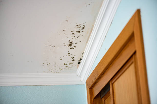 Best Best Mold Removal Companies  in Ellisville, MO