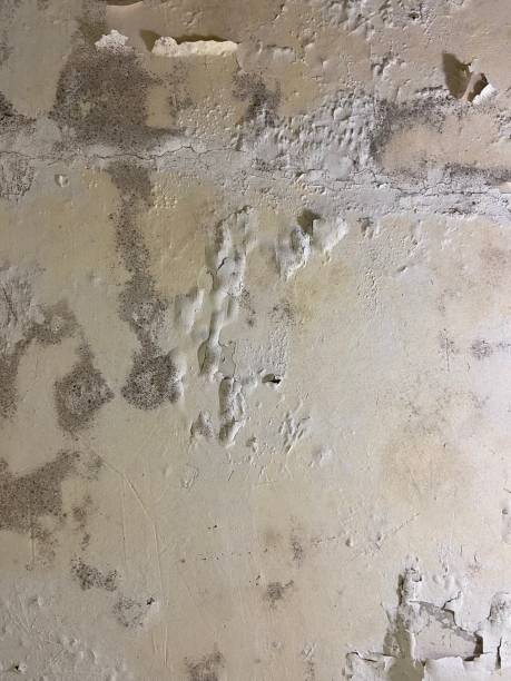 Best Affordable Mold Removal  in Ellisville, MO