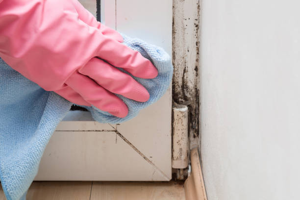 Best Fast Mold Removal  in Ellisville, MO